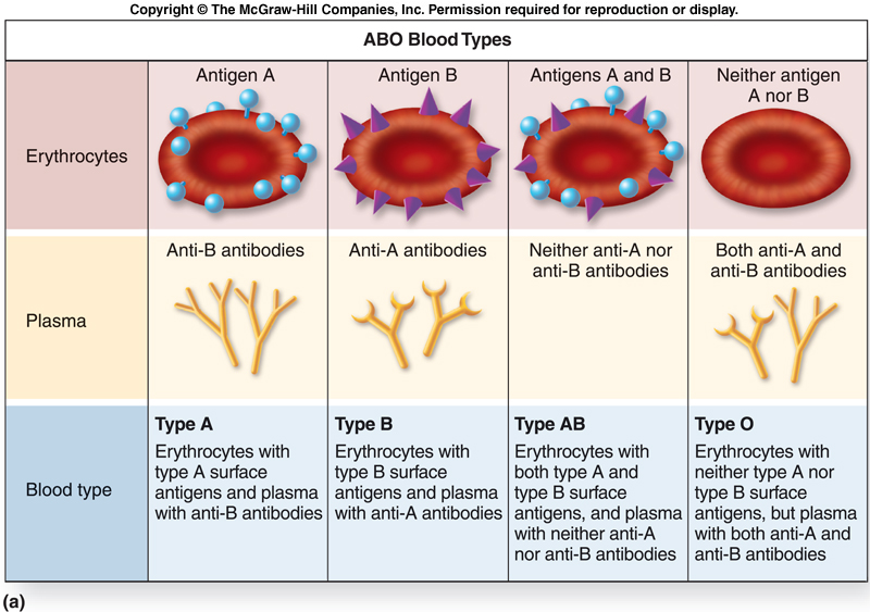 rhesus b negative blood type